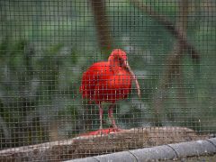 04D Scarlet ibis in the Hong Kong Zoological and Botanical Gardens